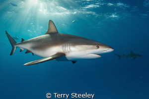 Caribbean reef shark in the dapple light.
— Subal underw... by Terry Steeley 